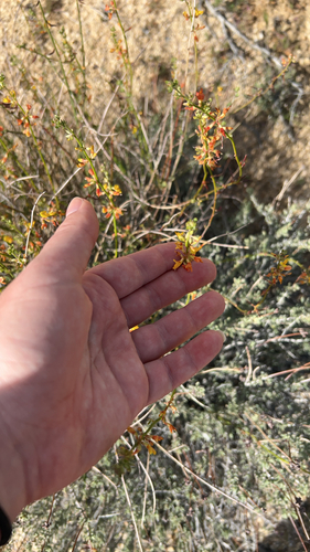 iNaturalist observation photo of deerweed