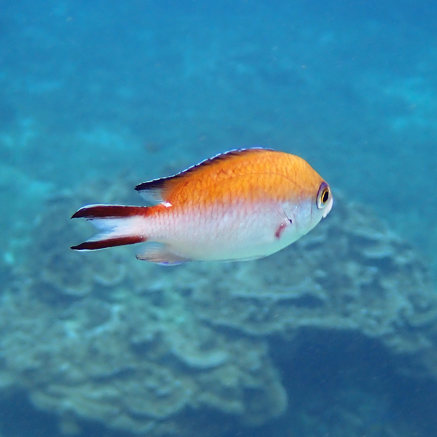 Norfolk Chromis photo 7