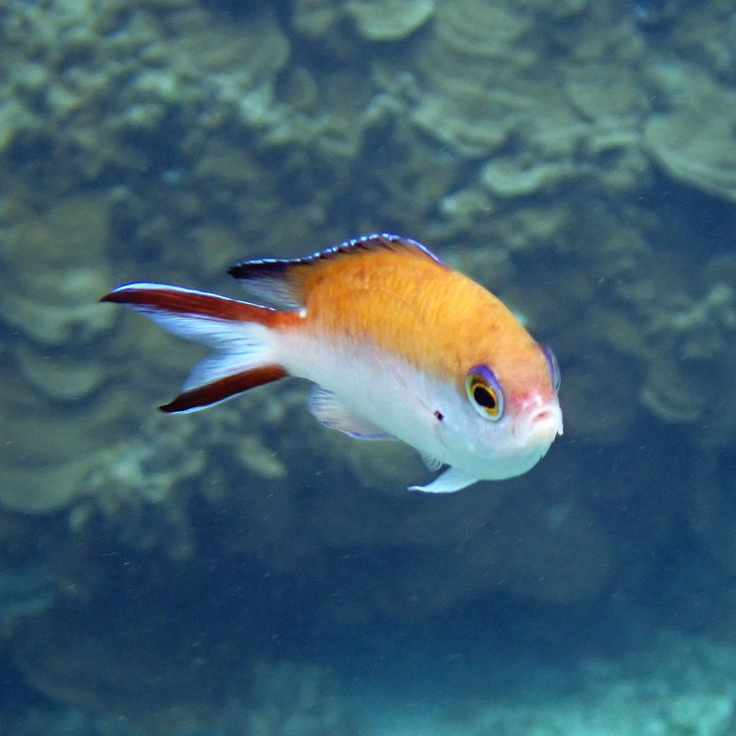 Norfolk Chromis photo 8