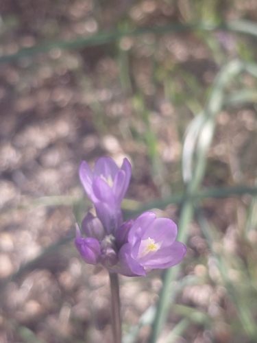 iNaturalist observation photo of blue dicks