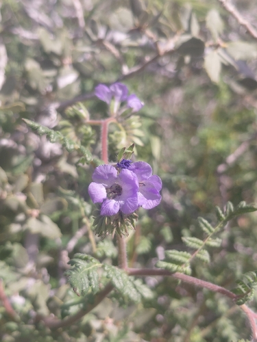 iNaturalist observation photo of distant phacelia
