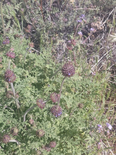 iNaturalist observation photo of Chia
