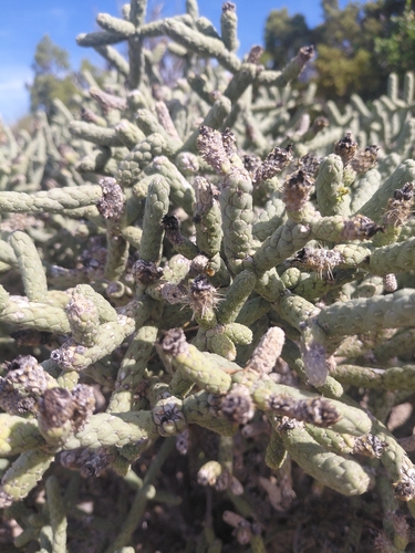 iNaturalist observation photo of Branched Pencil Cholla