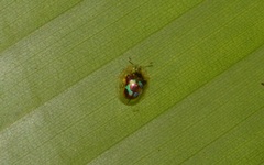 Charidotella zona