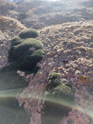 iNaturalist observation photo of Grimmiales