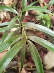 Podocarpus guatemalensis, photograph (c) Eduardo Chacón Madrigal, some rights reserved (CC BY)