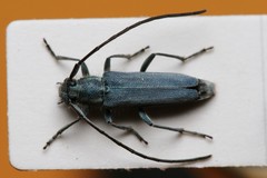 Phytoecia caerulescens