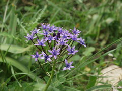 Scilla peruviana