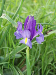 Iris xiphium
