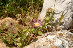 Centaurea pullata