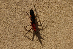 Graptocleptes bicolor