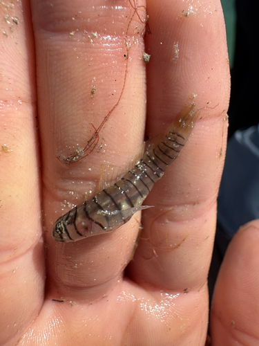 Tiger goby (Tigrigobius macrodon) — Gobiidae — 2