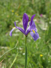 Iris xiphium