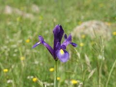 Iris xiphium