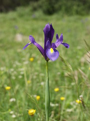 Iris xiphium