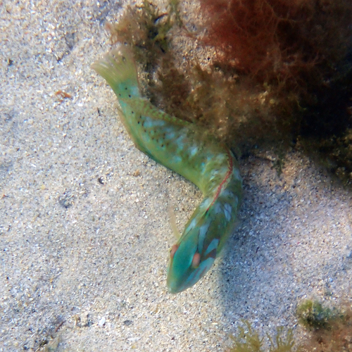 Novaculoides macrolepidotus observed 2026-02-23