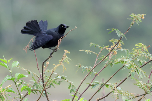 Nicaraguan Grackle (Quiscalus nicaraguensis)
