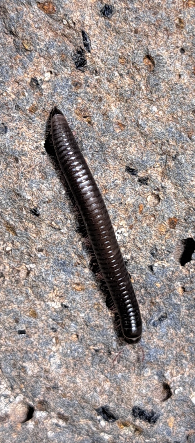 Ommatoiulus moreleti