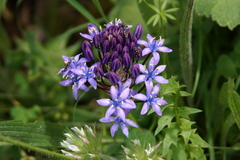 Scilla peruviana