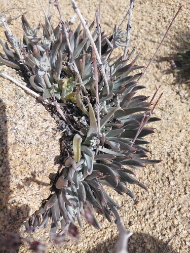 iNaturalist observation photo of Panamint liveforever