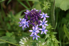Scilla peruviana