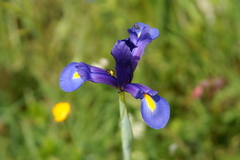 Iris xiphium