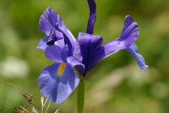 Iris xiphium