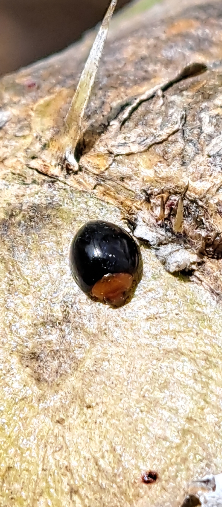 Exochomus nigripennis