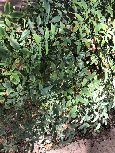 Berberidaceae image