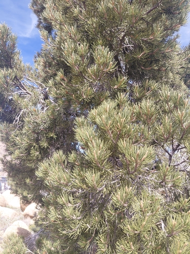 iNaturalist observation photo of singleleaf pinyon