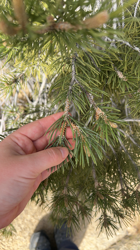 iNaturalist observation photo of singleleaf pinyon