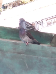 Columba livia domestica
