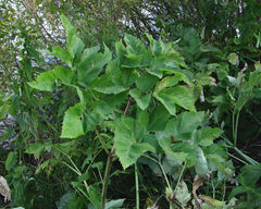 Puccinia angelicae