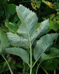 Puccinia angelicae