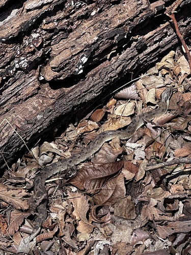 Eastern Hognose Snake