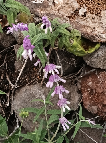 Mexican Bush Sage (Salvia leucantha)