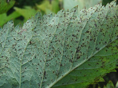Puccinia angelicae