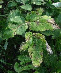 Puccinia angelicae