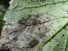 Puccinia angelicae