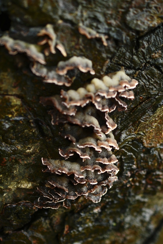 Chondrostereum purpureum · February 2026 · photo: © cryptomarasmius (iNaturalist, cc-by)