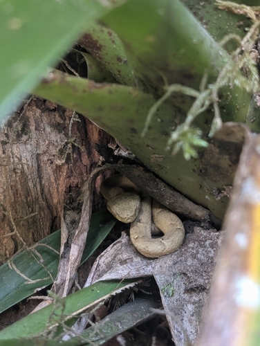 Side-striped palm pit viper
