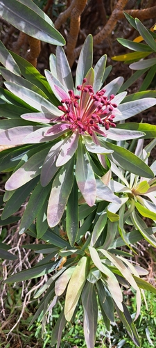 Euphorbia atropurpurea, photograph 5