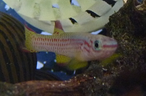 Gabon-prachtkilli (Aphyosemion gabunense) — Nothobranchiidae