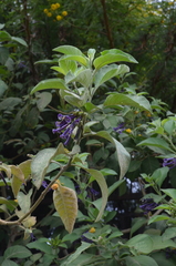 Iochroma cyaneum
