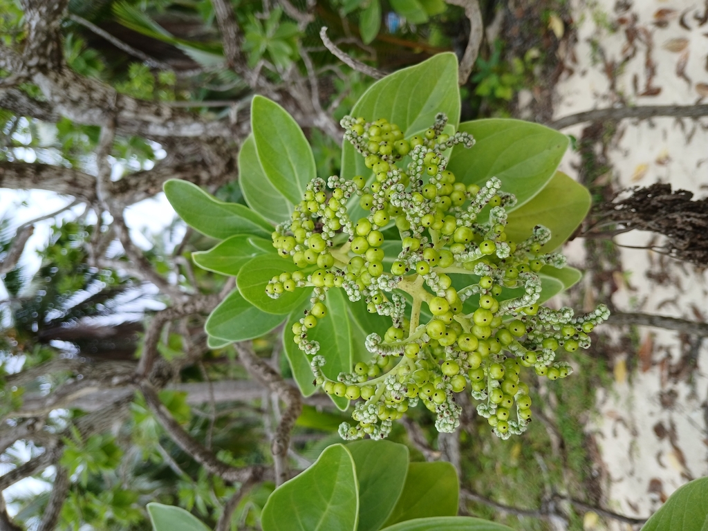 Heliotropium velutinum (Heliotropium velutinum)