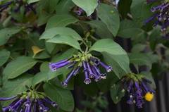 Iochroma cyaneum