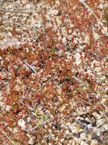 iNaturalist observation photo of sand pygmyweed