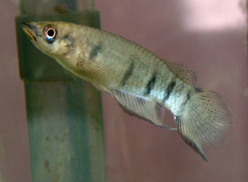 Redchin panchax (Epiplatys dageti) — Nothobranchiidae — 3