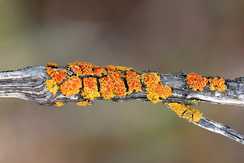 Pin-cushion Sunburst Lichen