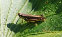 Dichroplus elongatus